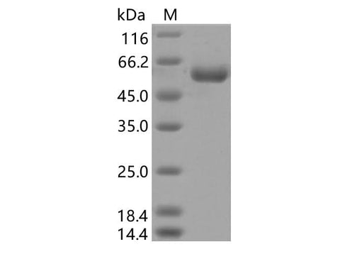 > 95 % as determined by reducing SDS-PAGE.