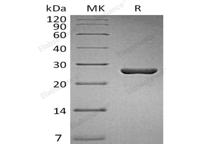 > 95 % as determined by reducing SDS-PAGE.