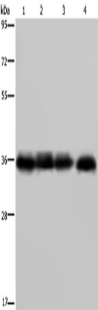 Anti-Human F11R Antibody - ABMIUM