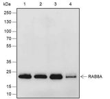 Anti-Human/African green monkey Rab8A Antibody [A639]