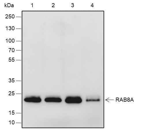 Anti-Human/African green monkey Rab8A Antibody [A639]