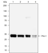 Anti-Human Pim-1 Antibody [A745]