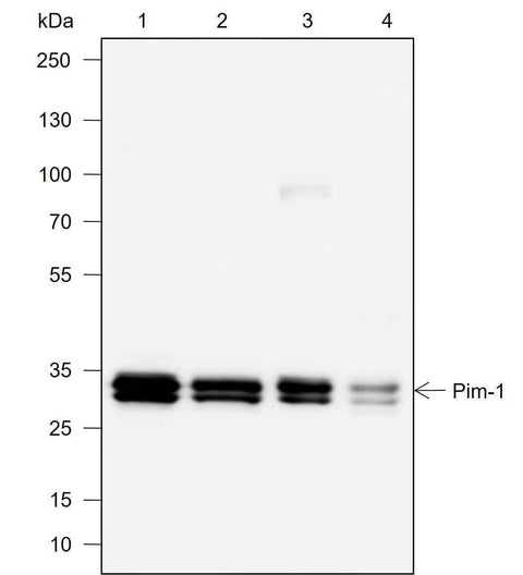Anti-Human Pim-1 Antibody [A745] - ABMIUM