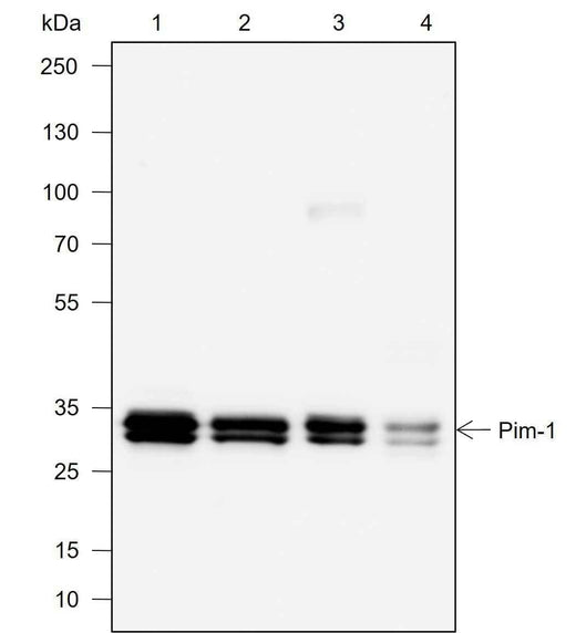 Anti-Human Pim-1 Antibody [A745] - ABMIUM