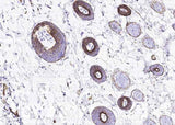 Anti-Rat BCAM Antibody [B522]