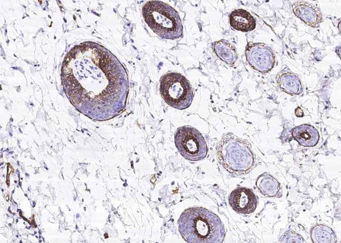Anti-Rat BCAM Antibody [B522]
