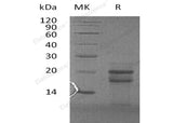 > 90 % as determined by reducing SDS-PAGE.