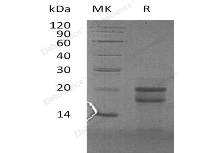 > 90 % as determined by reducing SDS-PAGE.