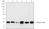 Anti-Human/Rat/Mouse UQCRFS1/RISP Antibody [A596]