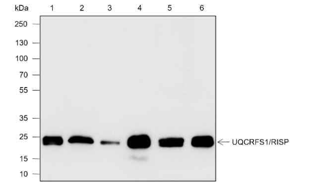 Anti-Human/Rat/Mouse UQCRFS1/RISP Antibody [A596] - ABMIUM