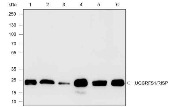 Anti-Human/Rat/Mouse UQCRFS1/RISP Antibody [A596]