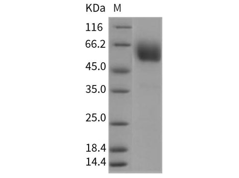 > 95 % as determined by reducing SDS-PAGE.