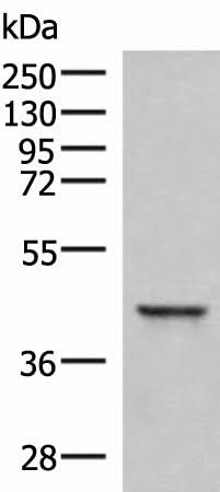 Western blot analysis of Hela cell lysate using SAMSN1 Polyclonal Antibody at dilution of 1:800
