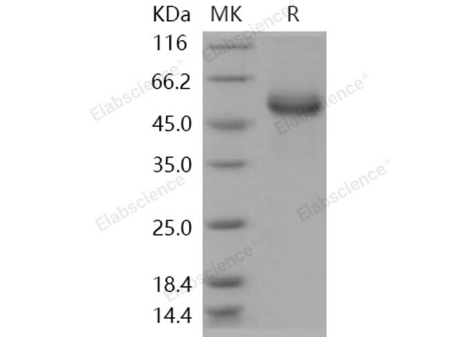 > 96 % as determined by reducing SDS-PAGE.