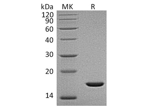 Recombinant Human FGF-2/FGFb Protein (aa 132-288) - ABMIUM