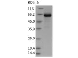 > 85 % as determined by reducing SDS-PAGE.