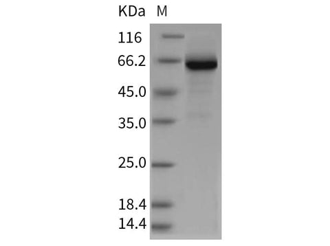 > 85 % as determined by reducing SDS-PAGE.