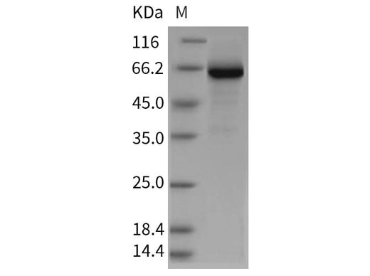> 85 % as determined by reducing SDS-PAGE.