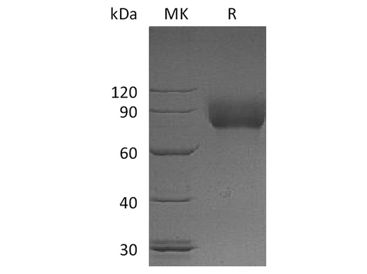 > 95 % as determined by reducing SDS-PAGE.