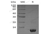 > 85 % as determined by reducing SDS-PAGE.