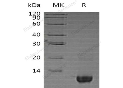 > 85 % as determined by reducing SDS-PAGE.