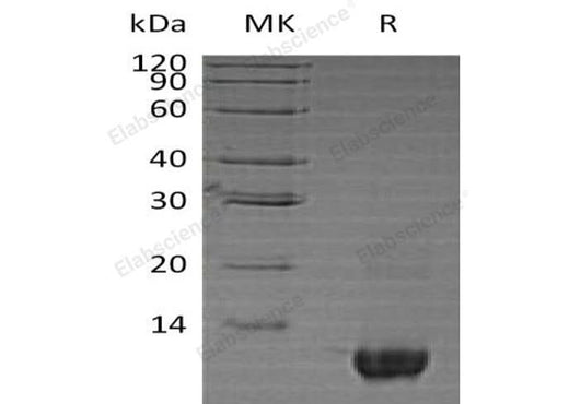 > 85 % as determined by reducing SDS-PAGE.