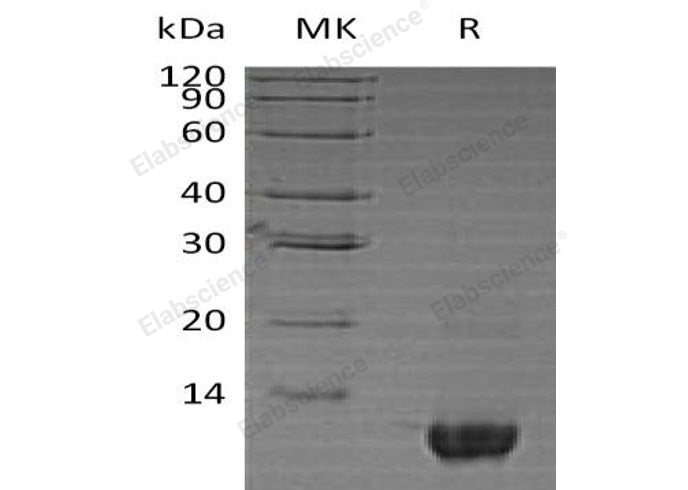> 85 % as determined by reducing SDS-PAGE.