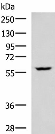 Western blot analysis of LOVO cell lysate using PDCD4 Polyclonal Antibody at dilution of 1:400