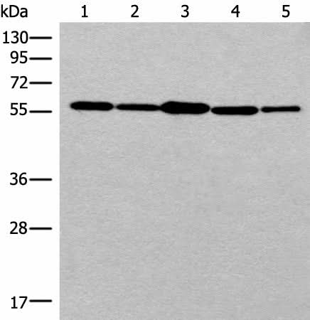 Western blot analysis of 293T cell HUVEC cell Hela cell lysates using RAD23B Polyclonal Antibody at dilution of 1:350