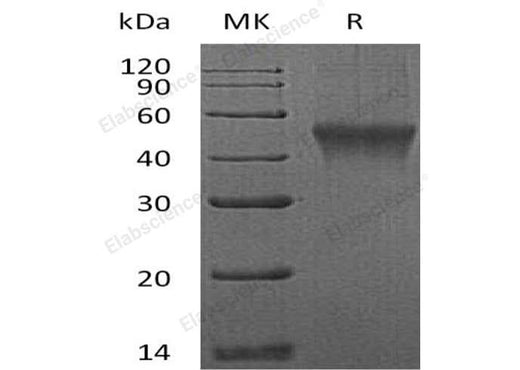 > 95 % as determined by reducing SDS-PAGE.