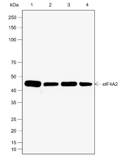 Anti-Human/Rat/Mouse eIF4A2 Antibody [A788] - ABMIUM