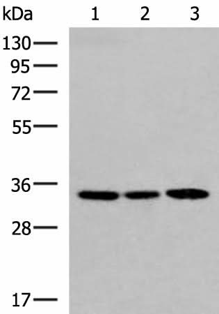 Western blot analysis of 293T and HepG2 cell lysates using SOX2 Polyclonal Antibody at dilution of 1:800