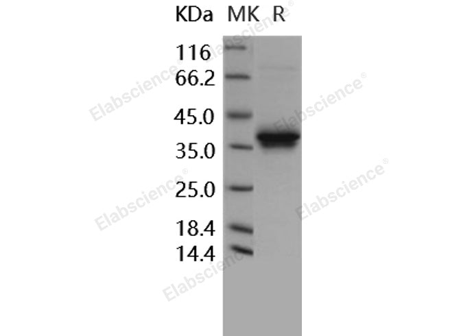 > 95 % as determined by reducing SDS-PAGE.