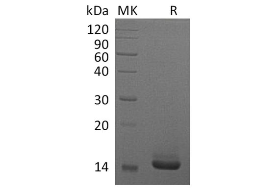 > 98 % as determined by reducing SDS-PAGE.