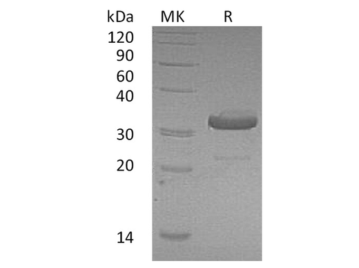 > 95 % as determined by reducing SDS-PAGE.