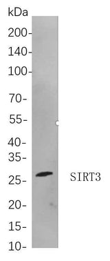 Anti-Human/Mouse/Rat SIRT3 Antibody [B725]