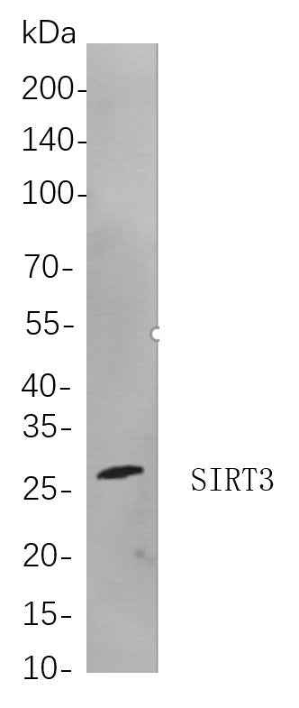 Anti-Human/Mouse/Rat SIRT3 Antibody [B725]