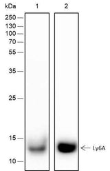 Anti-Mouse Ly-6A/E Antibody [A290]
