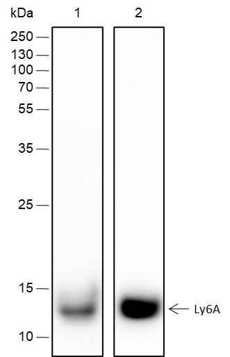 Anti-Mouse Ly-6A/E Antibody [A290] - ABMIUM