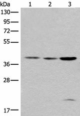 Western blot analysis of 293T cell lysates using ROM1 Polyclonal Antibody at dilution of 1:400