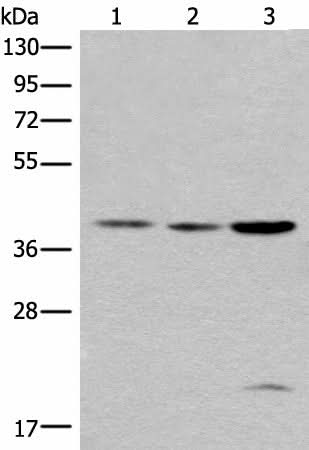 Western blot analysis of 293T cell lysates using ROM1 Polyclonal Antibody at dilution of 1:400