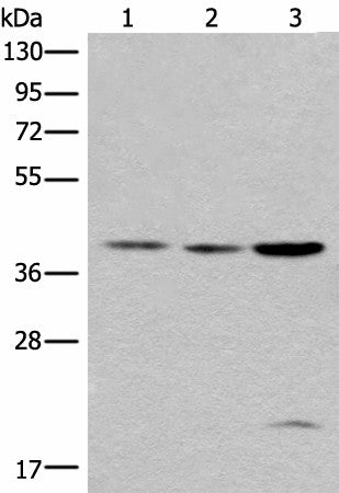 Western blot analysis of 293T cell lysates using ROM1 Polyclonal Antibody at dilution of 1:400