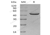 > 97 % as determined by reducing SDS-PAGE.