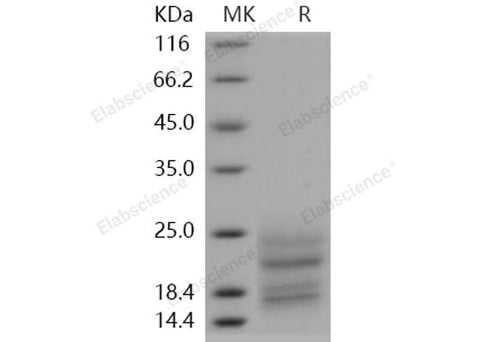 > 90 % as determined by reducing SDS-PAGE.