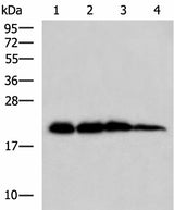 Western blot analysis of Rat brain tissue Hela HepG2 and A172 cell lysates using HPCAL1 Polyclonal Antibody at dilution of 1:1000