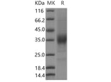 > 85 % as determined by reducing SDS-PAGE.