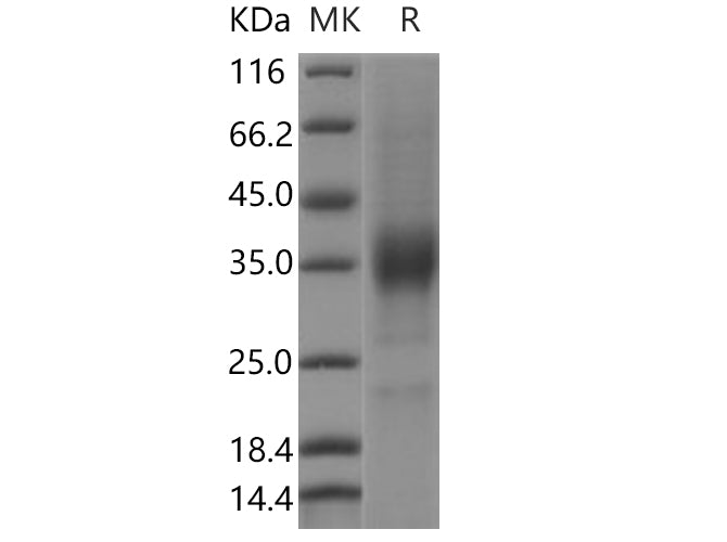 > 85 % as determined by reducing SDS-PAGE.