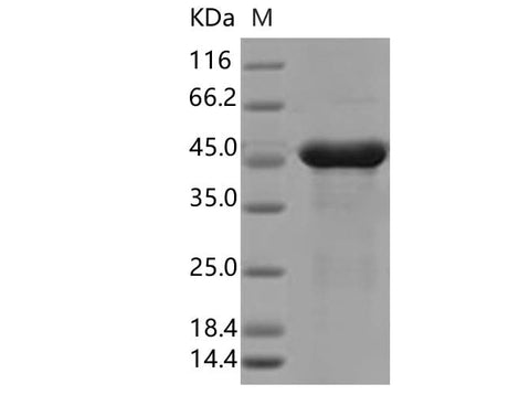 > 90 % as determined by reducing SDS-PAGE.