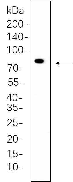 Anti-Human/Mouse/Rat PKC α Antibody [B572] - ABMIUM