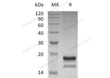 > 95 % as determined by reducing SDS-PAGE.